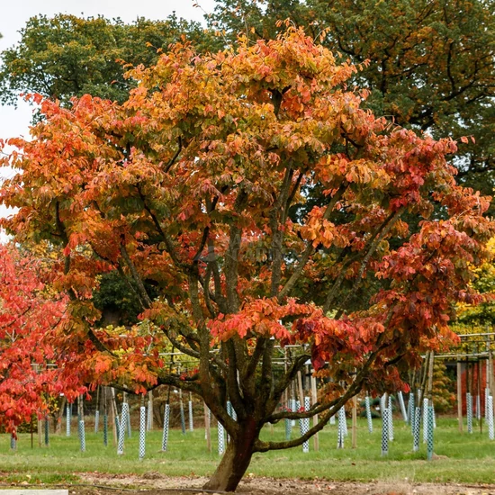 Parrotia persica / Perzsa varázsfa