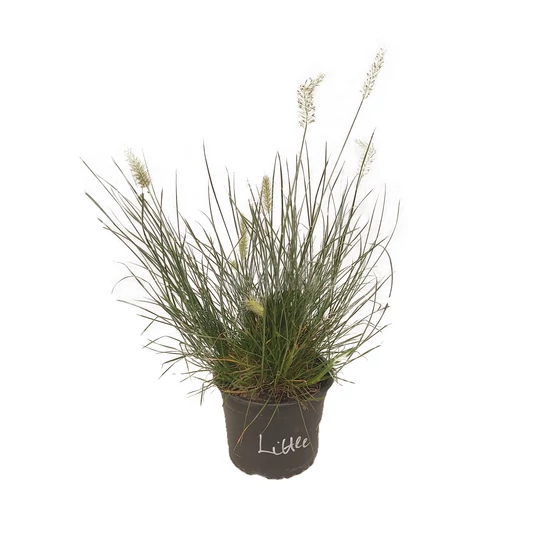 Pennisetum alopecuroides 'Little Bunny' / Törpe évelő tollborzfű