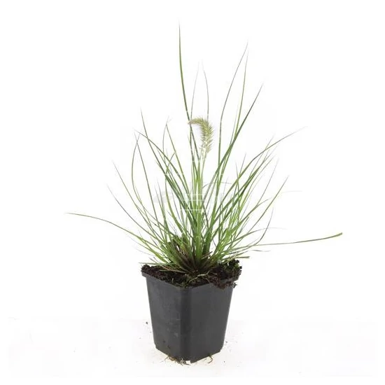 Pennisetum alopecuroides 'Little Bunny' / Törpe évelő tollborzfű
