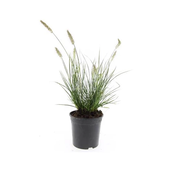 Pennisetum alopecuroides 'Little Bunny' / Törpe évelő tollborzfű