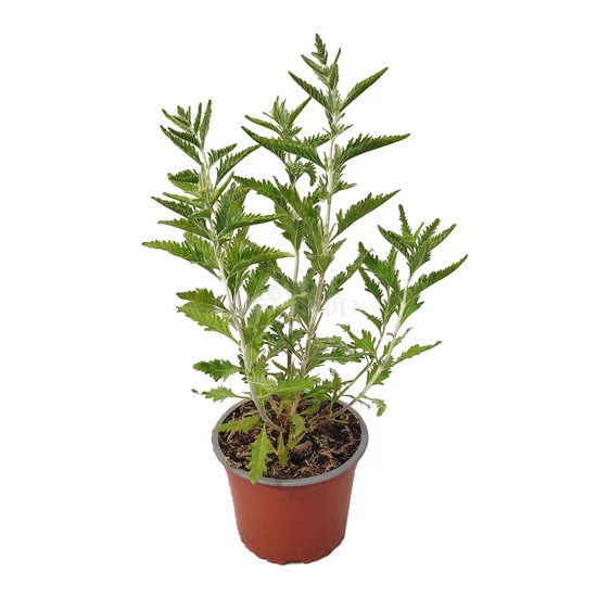 Perovskia atriplicifolia 'Crazy Blue' / Sudárzsálya