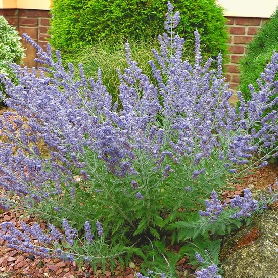 Perovskia atriplicifolia 'Lacy Blue' / Sudárzsálya
