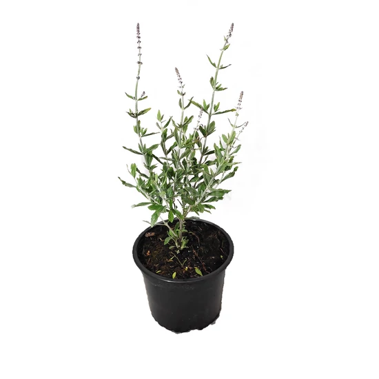 Perovskia atriplicifolia 'Little spire' / Törpe sudárzsálya