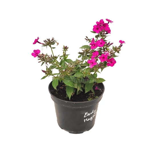 Phlox paniculata 'Early Magenta' / Rózsaszín virágú bugás lángvirág