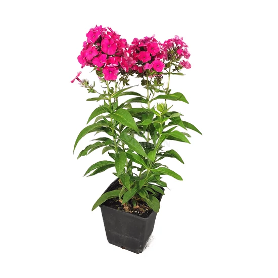 Phlox paniculata 'Flame Watermelon' / Rózsaszín virágú bugás lángvirág
