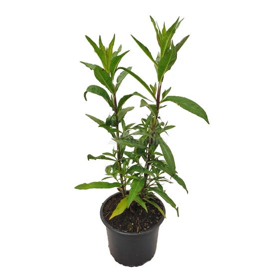 Phlox paniculata 'Miss Pepper' / Rózsaszín virágszínű bugás lángvirág