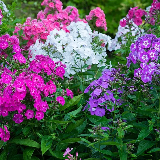 Phlox paniculata mix / Bugás lángvirág mix
