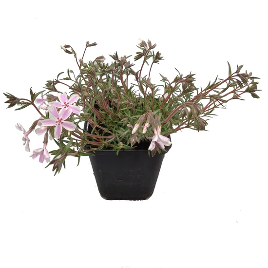 Phlox subulata 'Candy Stripes' / Rózsaszín virágú terülő lángvirág
