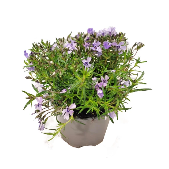Phlox subulata 'Fabulous Blue' / Kék virágú terülő lángvirág