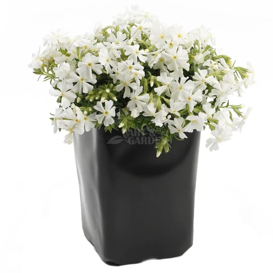 Phlox subulata 'Maischnee' / Fehér virágú terülő lángvirág