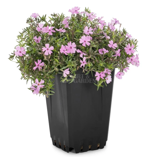 Phlox subulata 'McDaniels Cushion' / Rózsaszín virágú terülő lángvirág