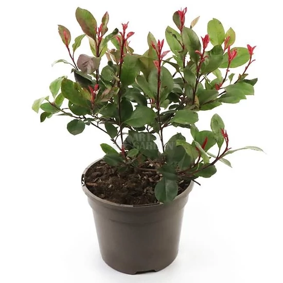 Photinia fraseri 'Little Red Robin' / Törpe korallberkenye