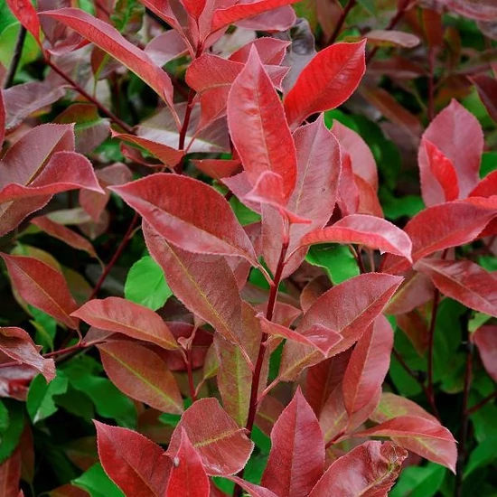 Photinia fraseri 'Red Select' / Vörös korallberkenye