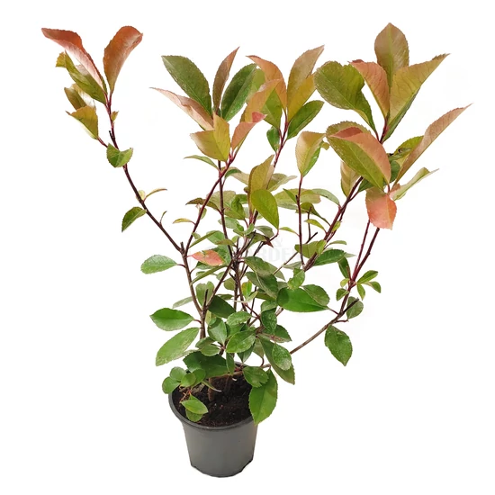Photinia fraseri 'Red Select' / Vörös korallberkenye