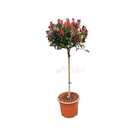 Photinia fraseri 'Little Red Robin' (1/2 törzses) / Vörös korallberkenye