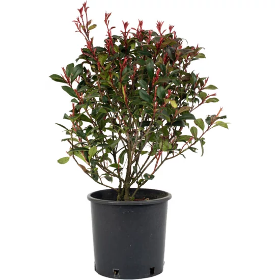 Photinia fraseri 'Little Red Robin' / Törpe korallberkenye