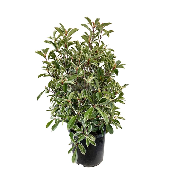 Photinia fraseri 'Pink Marble' / Tarka levelű korallberkenye