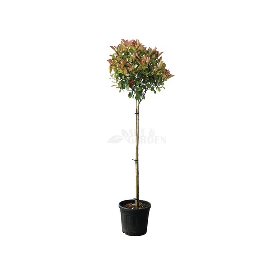 Photinia fraseri 'Red Robin' / Vörös korallberkenye fa