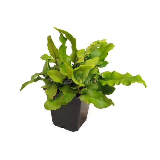 Phyllitis scolopendrium (Asplenium) / Gímpáfrány
