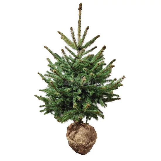Picea pungens / Ezüstfenyő (földlabdás)