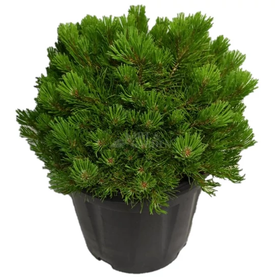 Pinus mugo var. 'Pumilio' / Párnás törpefenyő