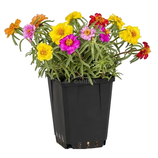 Portulaca grandiflora 'Happy Hour Mix' / Porcsinrózsa