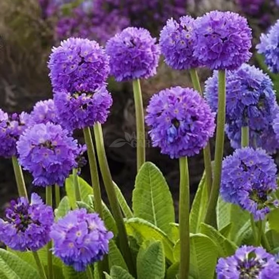 Primula denticulata 'Blue Selection' / Gömbös kankalin