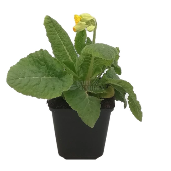 Primula veris 'Bright Yellow' / Tavaszi kankalin