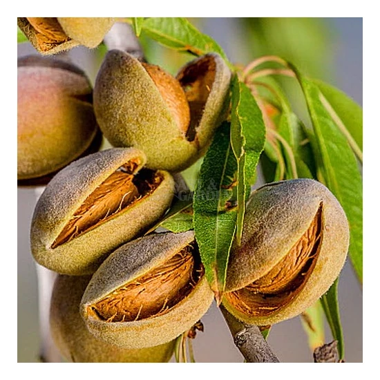Prunus amygdalus 'Tétényi Bőtermő' / 'Tétényi Bőtermő' mandulafa