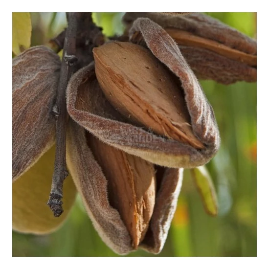 Prunus amygdalus 'Tétényi Kedvenc' / 'Tétényi Kedvenc' mandulafa