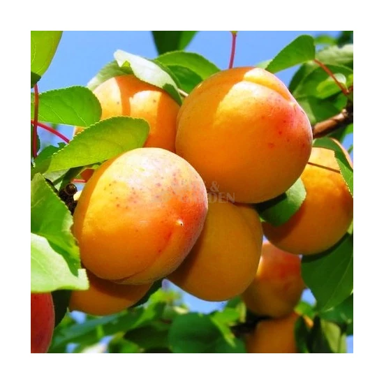 Prunus armeniaca 'Ceglédi Arany' / 'Ceglédi Arany' kajszibarackfa