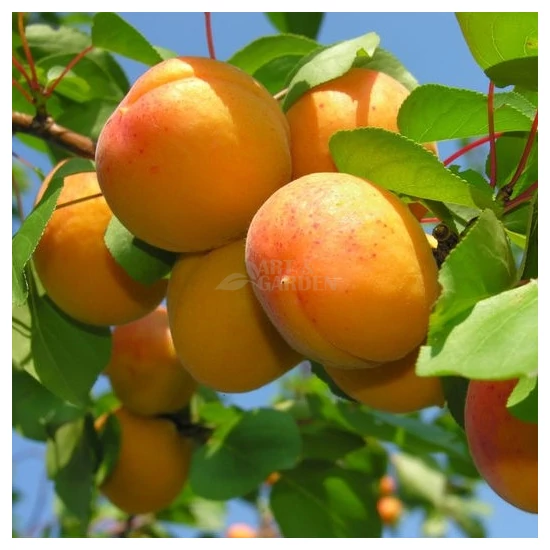 Prunus armeniaca 'Ceglédi óriás' / 'Ceglédi óriás' kajszibarackfa