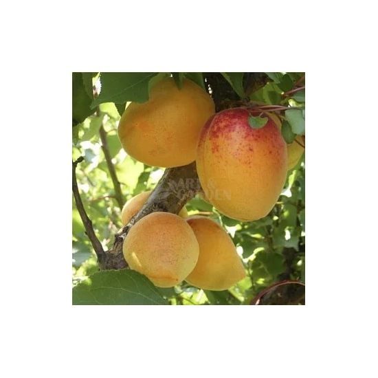 Prunus armeniaca 'Mandulakajszi' / 'Mandulakajszi' kajszibarackfa (szabadgyökeres)