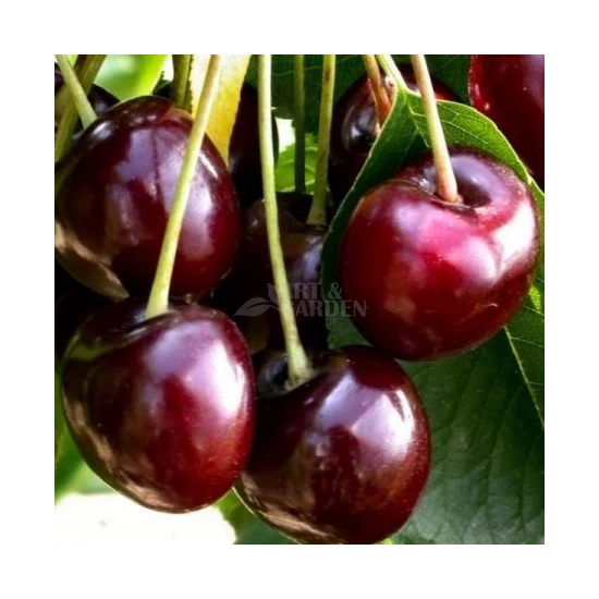 Prunus avium 'Germersdorfi 3' / 'Germersdorfi 3' cseresznyefa