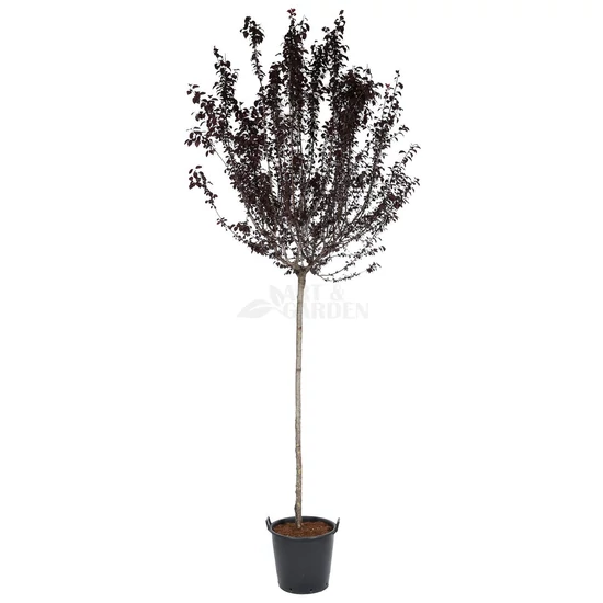 Prunus cerasifera 'Nigra' / Vérszilva