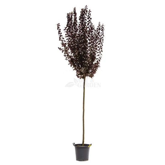 Prunus cerasifera 'Hollywood' / Vérszilva fa