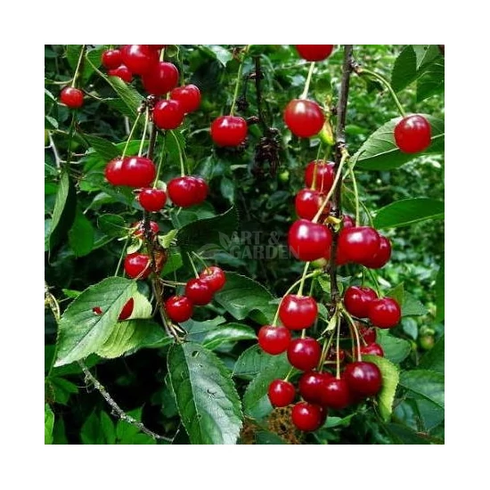 Prunus cerasus 'Cigánymeggy 7' / 'Cigánymeggy 7' meggyfa (szabadgyökeres)