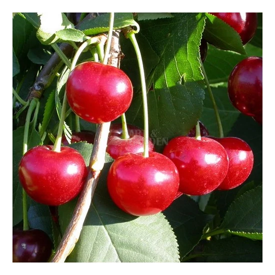 Prunus cerasus 'Érdi Bőtermő' / 'Érdi Bőtermő' meggyfa