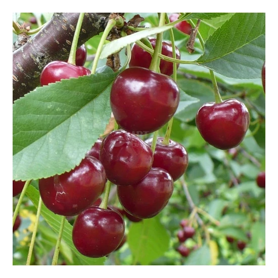 Prunus cerasus 'Meteor Korai' / 'Meteor Korai' meggyfa
