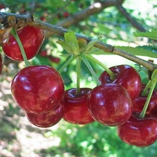 Prunus cerasus 'Piramis' / 'Piramis' meggyfa