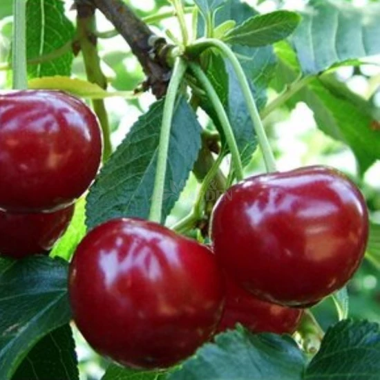 Prunus cerasus 'Újfehértói fürtös' / 'Újfehértói fürtös' meggyfa (szabadgyökeres)