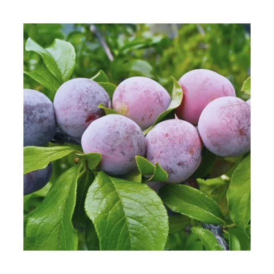 Prunus domestica 'Althann Ringló' / 'Althann Ringló' szilvafa (szabadgyökeres)