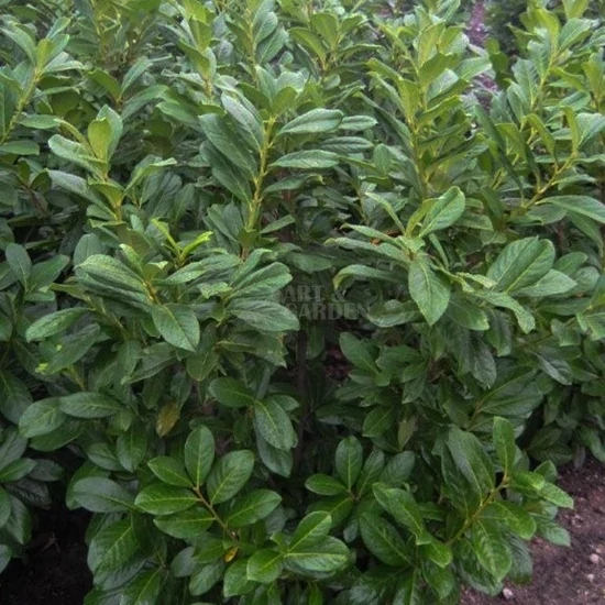 Prunus laurocerasus 'Novita' / Babérmeggy