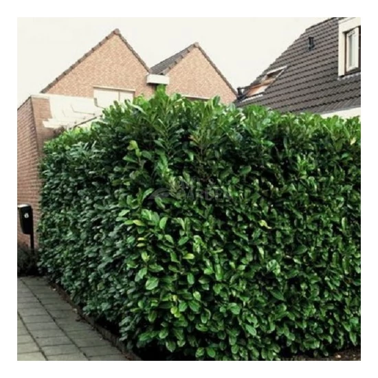 Prunus laurocerasus 'Novita' / Babérmeggy