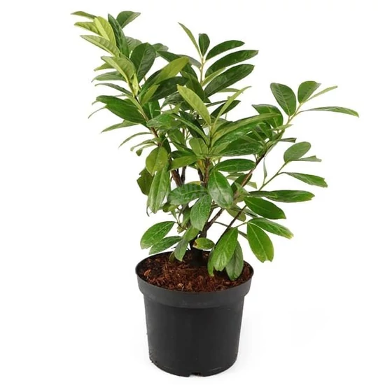 Prunus laurocerasus 'Novita' / Babérmeggy