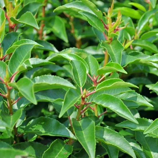 Prunus lusitanica 'Angustifolia' / Portugál babérmeggy