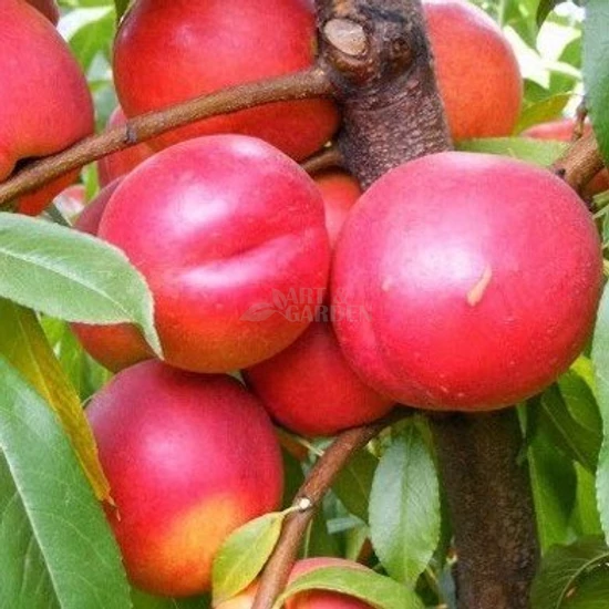 Prunus persica var. nucipersica 'Andosa' / 'Andosa' nektarinfa
