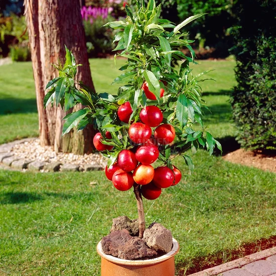 Prunus persica 'Ipanema' / 'Ipanema' balkon őszibarackfa