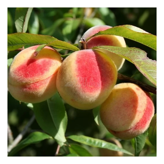 Prunus persica 'Champion' / 'Champion' őszibarackfa