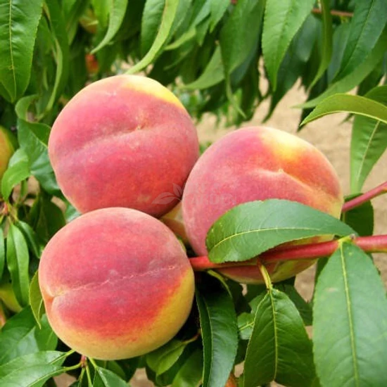 Prunus persica 'Cresthaven' / 'Cresthaven' őszibarackfa (szabadgyökeres)